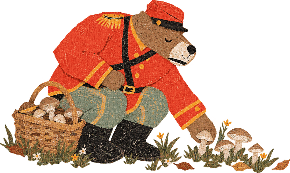 The bear picking mushrooms from the forest floor